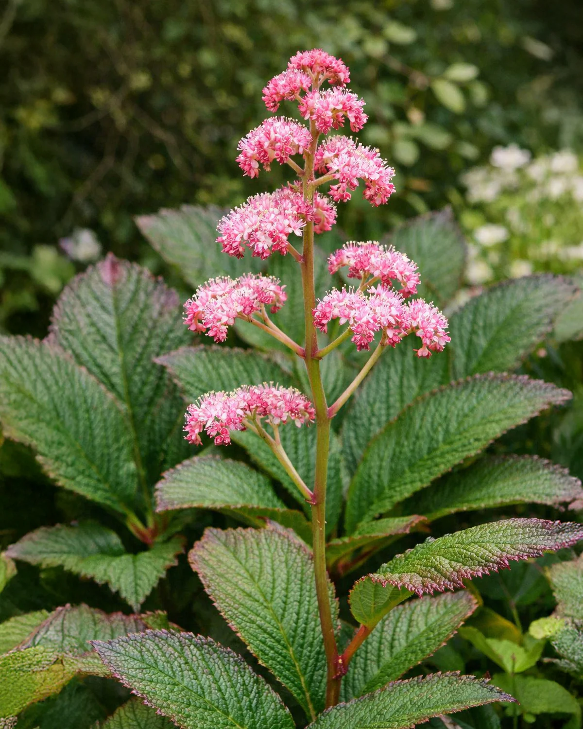 New perennials